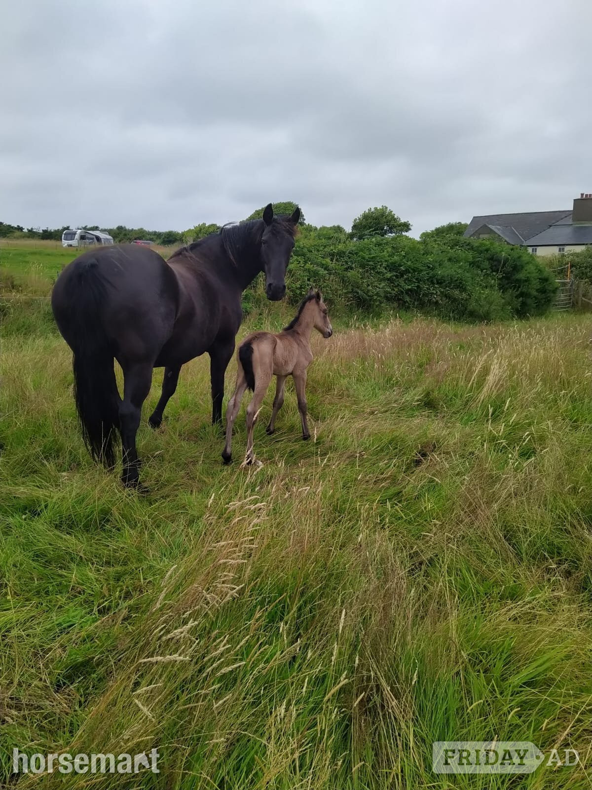 "Daphne" Black Mare All Rounder