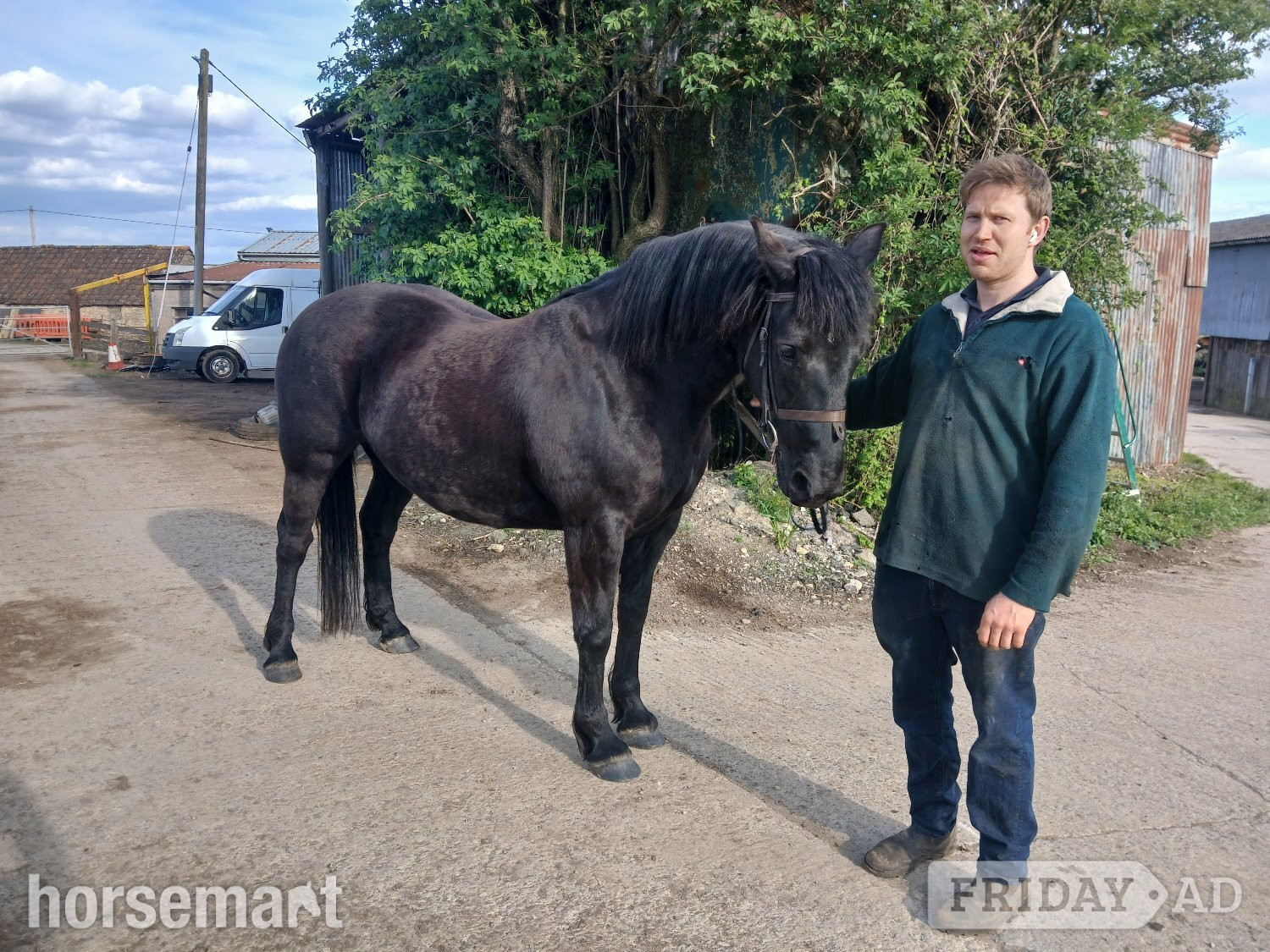 Chippenham "Daphne" Black Mare All Rounder