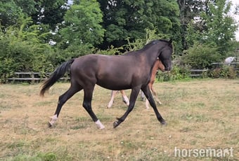 "Yggdrasil Dorothea Lucia "  Filly Youngstock / Foal