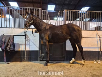 "Yggdrasil Dorothea Lucia " Snowflake Filly Youngstock / Foal