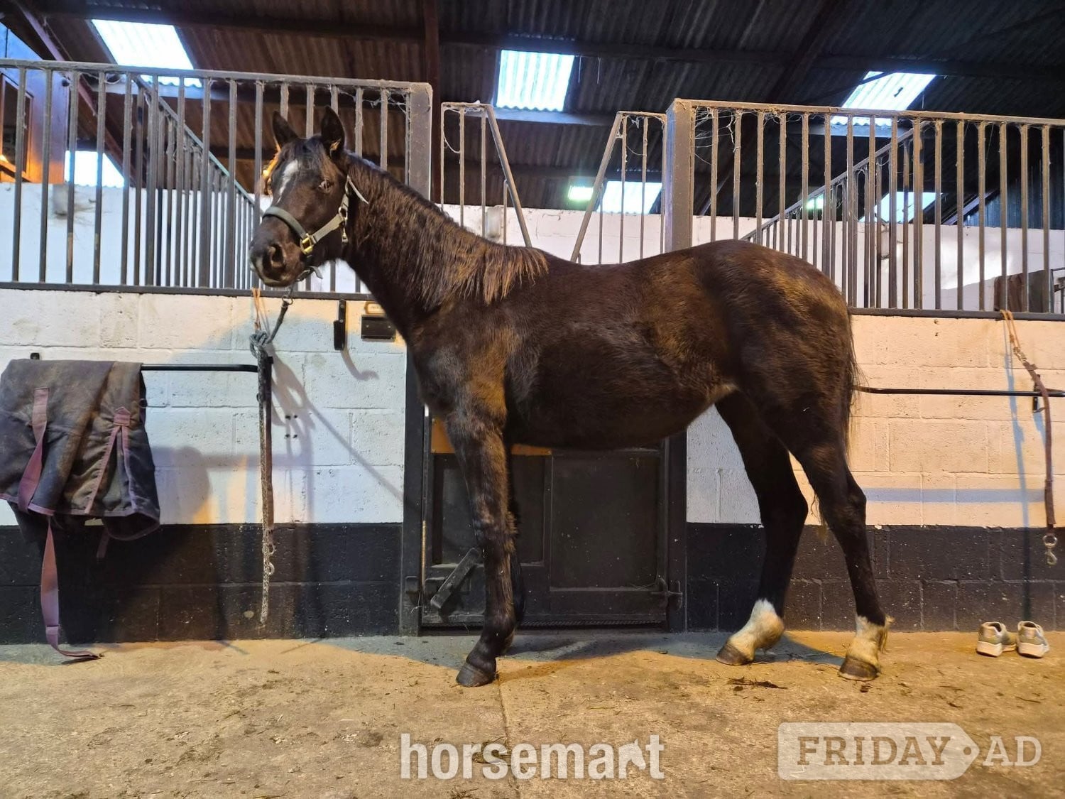 "Yggdrasil Dorothea Lucia " Snowflake Filly Youngstock / Foal in Leyburn