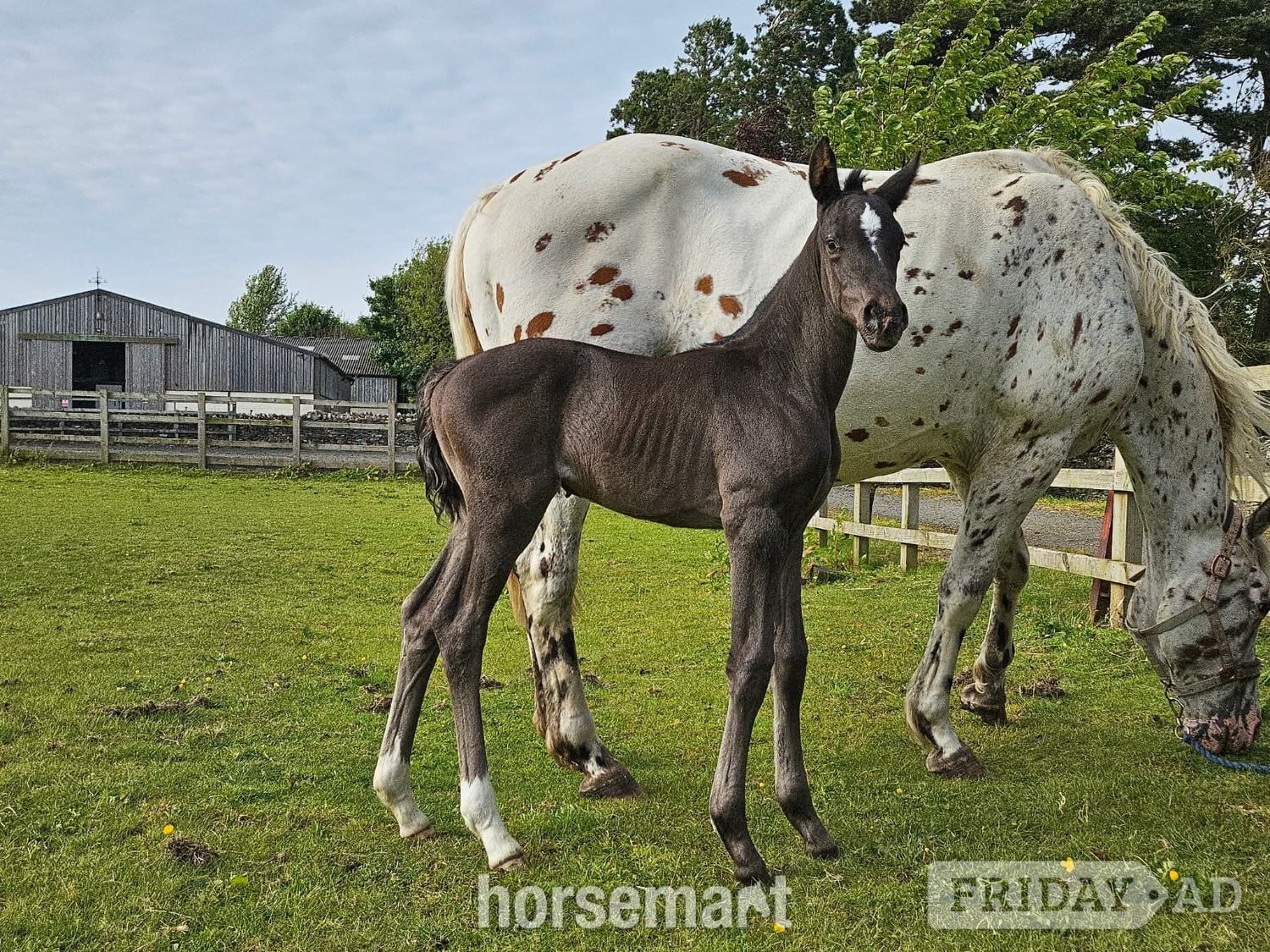 "Yggdrasil Dorothea Lucia " Snowflake Filly Youngstock / Foal