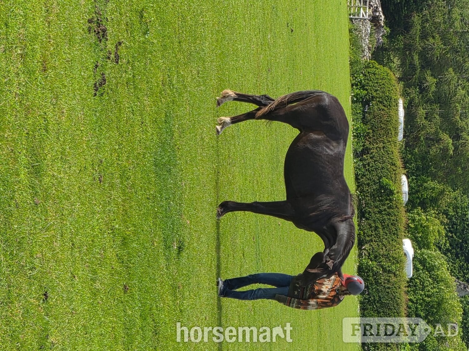 Leyburn "Yggdrasil Dorothea Lucia " Snowflake Filly Youngstock / Foal