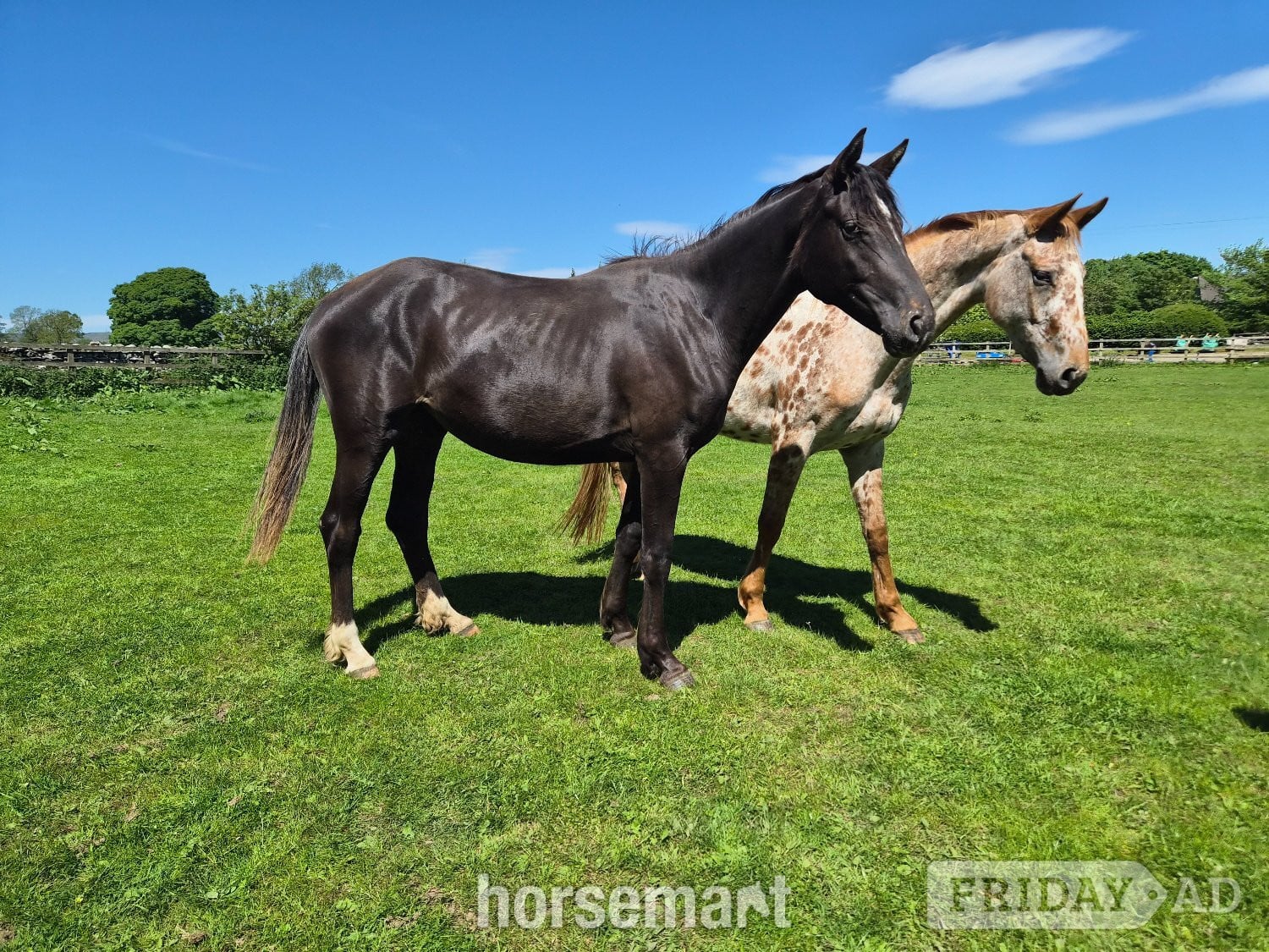 "Yggdrasil Dorothea Lucia " Snowflake Filly Youngstock / Foal - Horses in Leyburn
