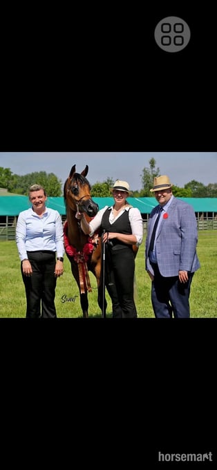 "Prycilla" Bay Mare Showing Horse
