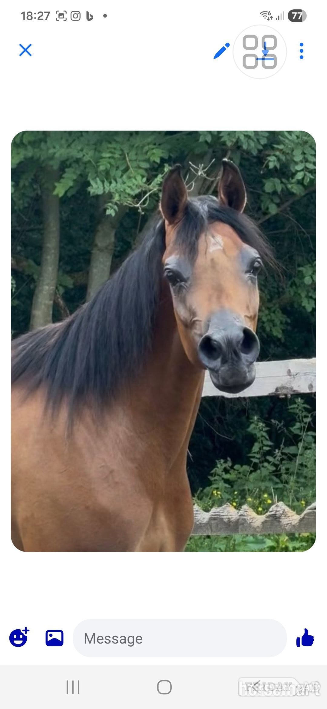 "Prycilla" Bay Mare Showing Horse