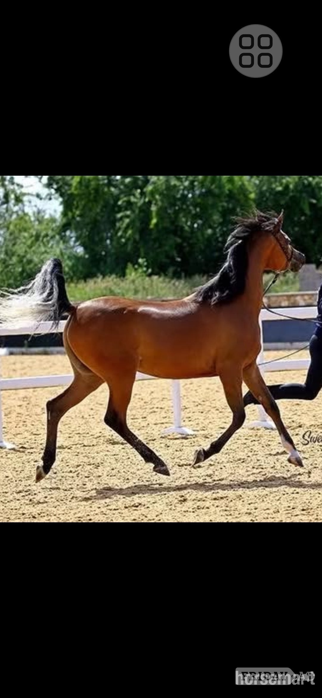 Leicester "Prycilla" Bay Mare Showing Horse