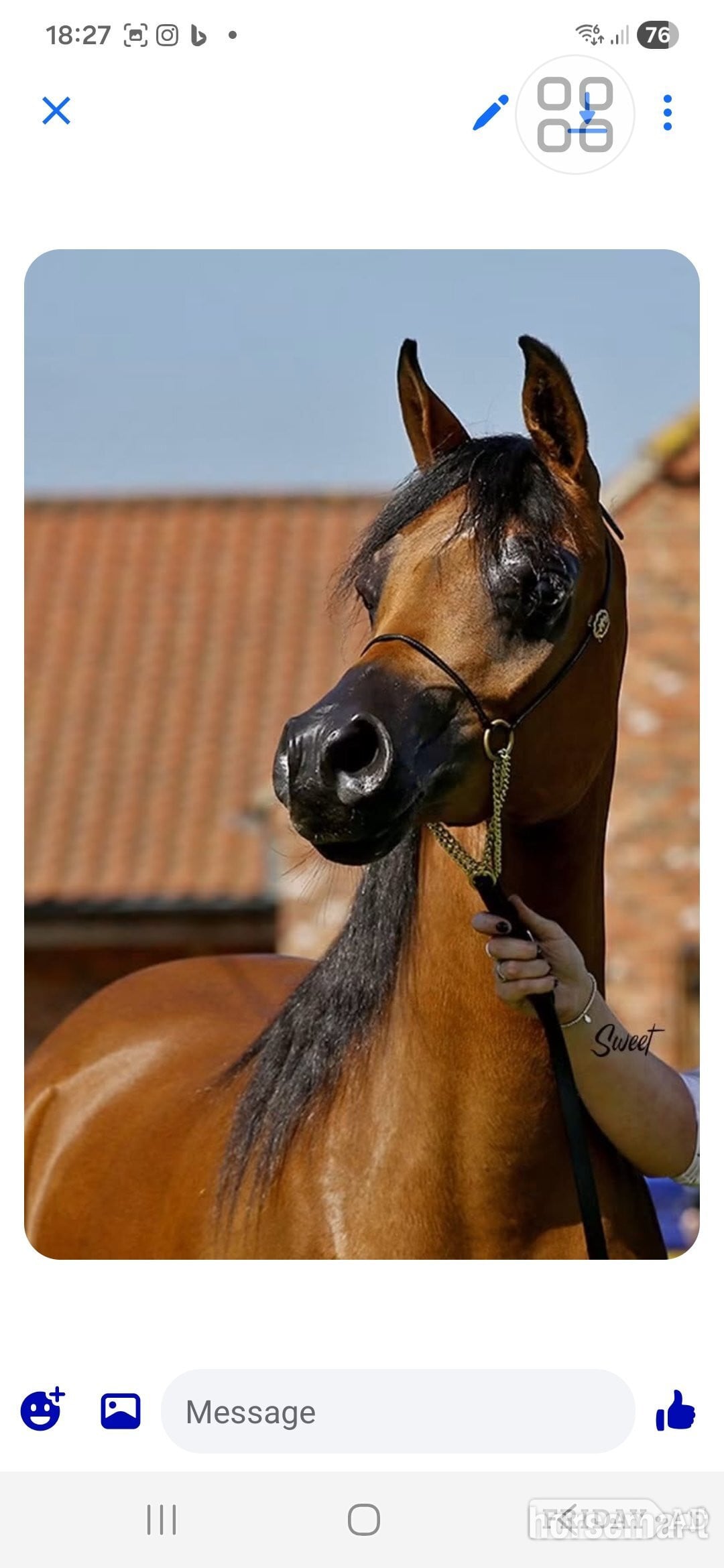 "Prycilla" Bay Mare Showing Horse - Horses in Leicester
