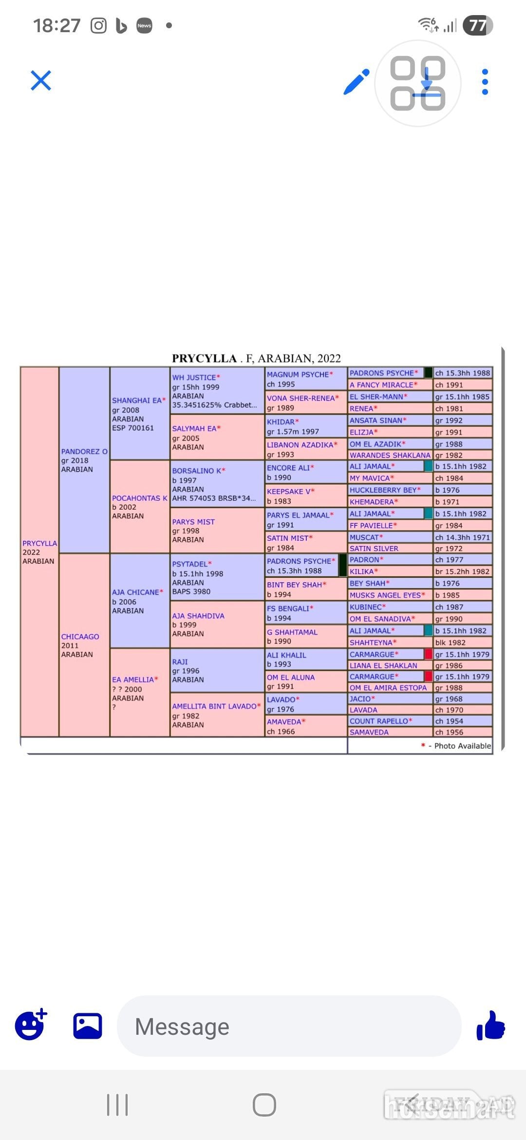 "Prycilla" Bay Mare Showing Horse - Horses