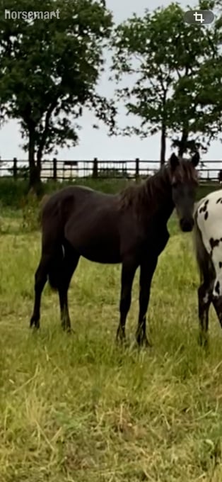 "Ammanvalley Onyx" Black Filly Youngstock / Foal