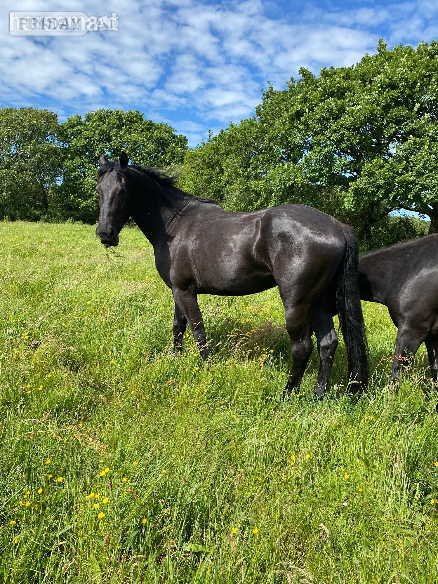 Carmarthen "Ammanvalley Onyx" Black Filly Youngstock / Foal