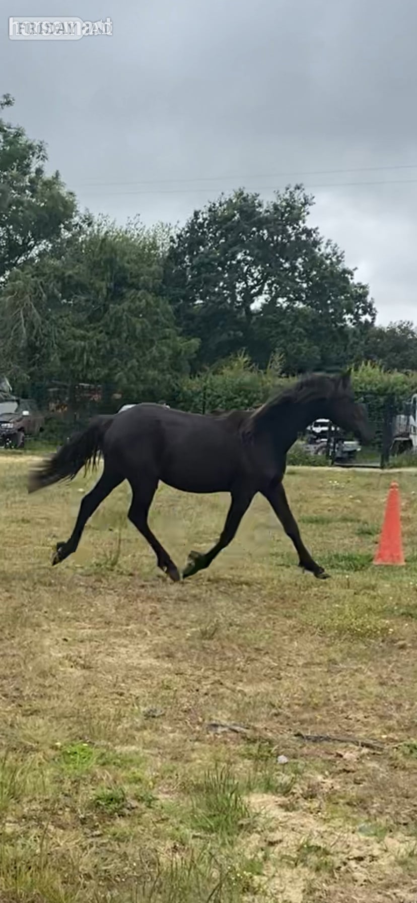 "Ammanvalley Onyx" Black Filly Youngstock / Foal