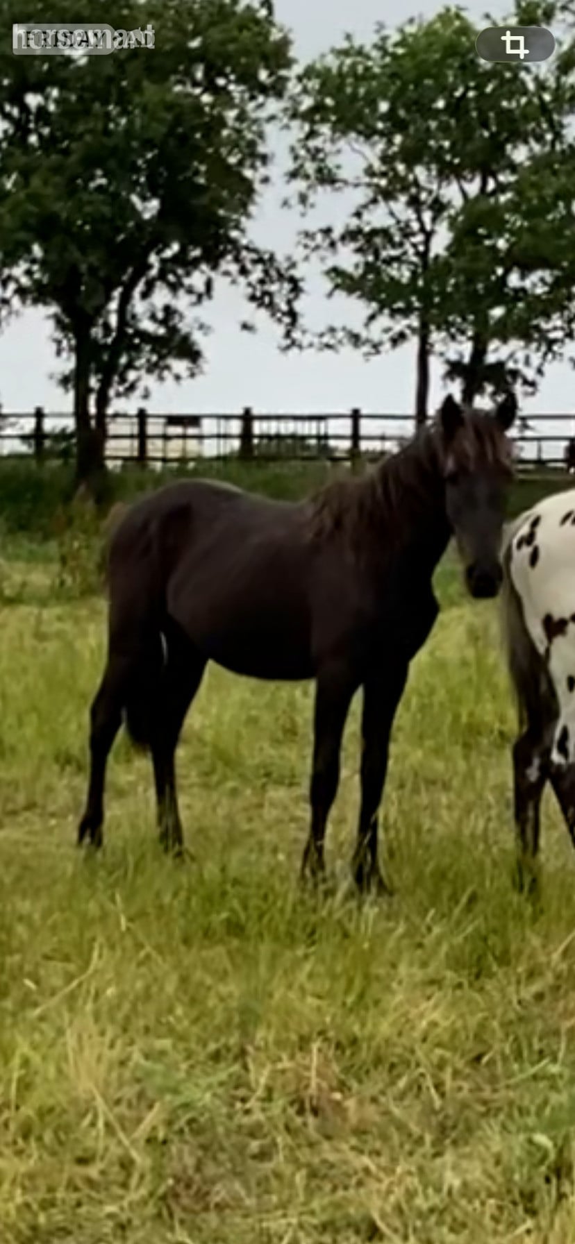 "Ammanvalley Onyx" Black Filly Youngstock / Foal in Carmarthen