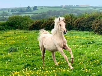 "Bartonhill Space Oddity" Palomino Colt Youngstock / Foal