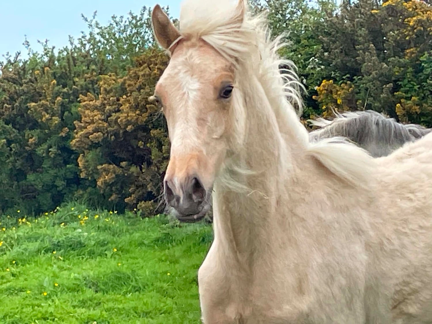 "Bartonhill Space Oddity" Palomino Colt Youngstock / Foal