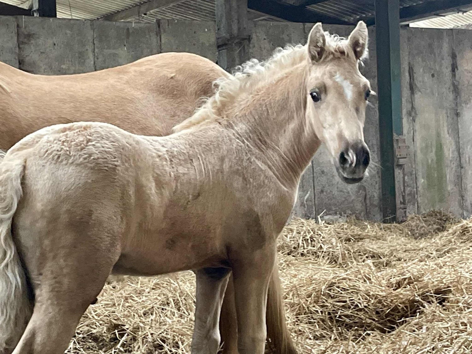 "Bartonhill Space Oddity" Palomino Colt Youngstock / Foal - Horses in Bude