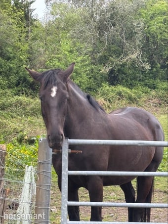 "Willow Bank Carnival Luna" Dark Bay Mare Project Horse