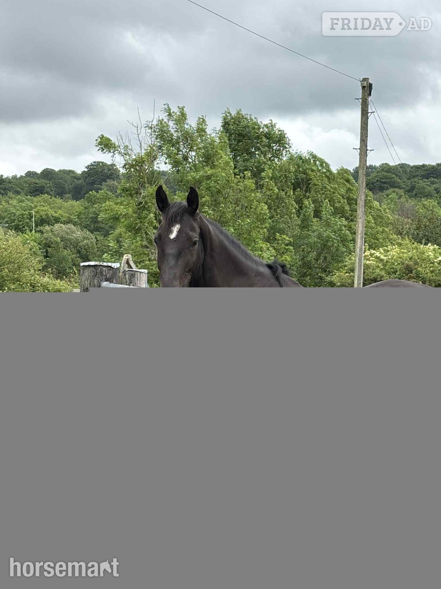 "Willow Bank Carnival Luna" Dark Bay Mare Project Horse - Horses in Blackwood