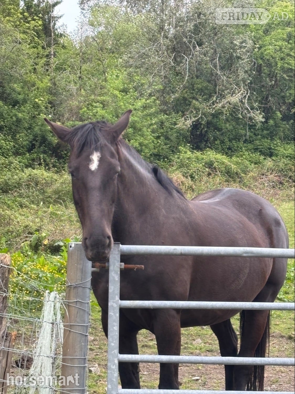 "Willow Bank Carnival Luna" Dark Bay Mare Project Horse in Blackwood