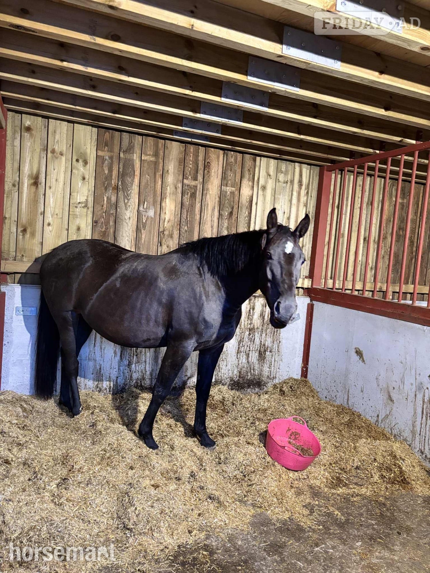 "Willow Bank Carnival Luna" Dark Bay Mare Project Horse - Horses