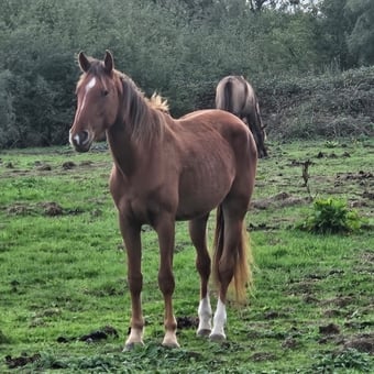 "Clover " Chestnut Mare Young Sport Horse