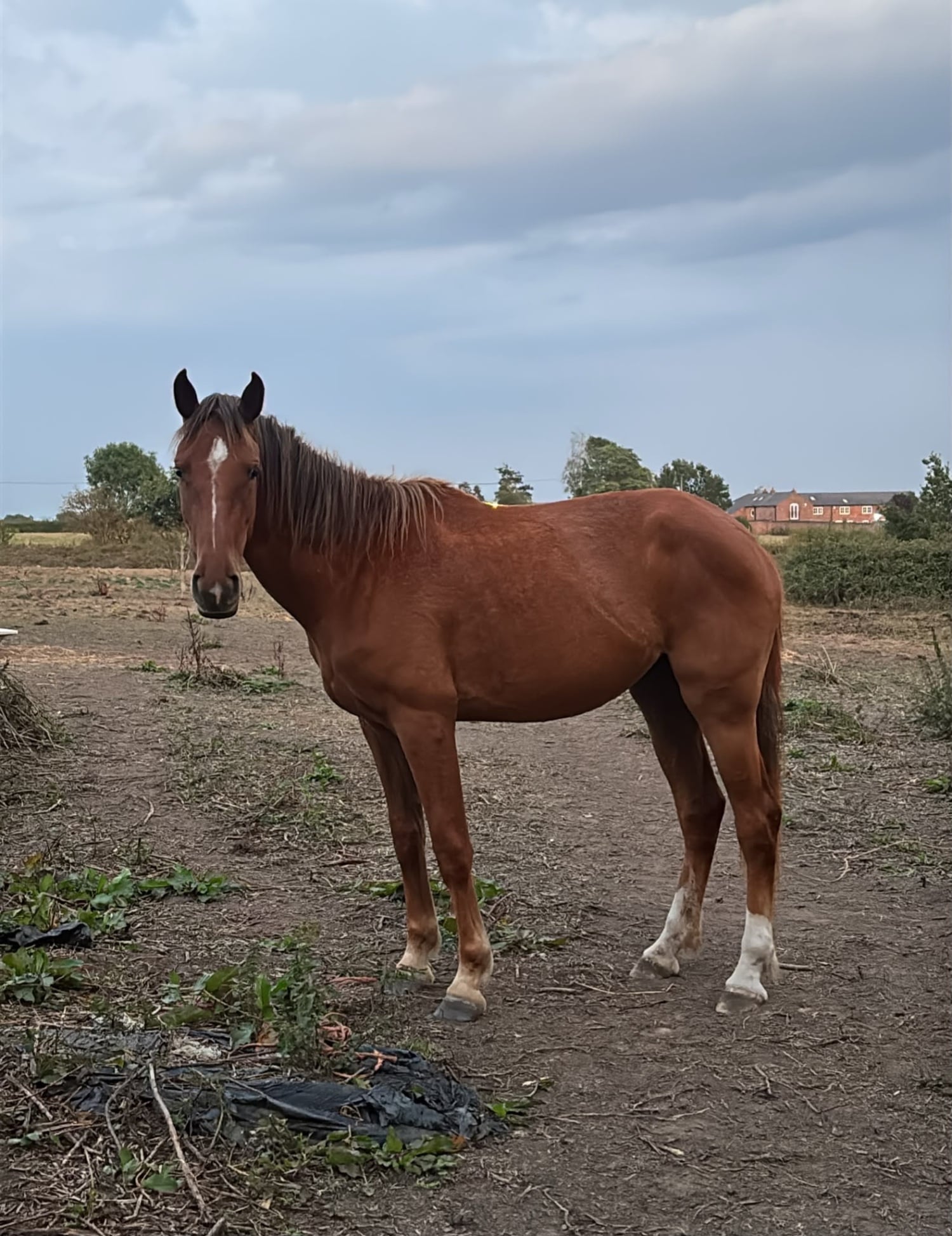 "Clover " Chestnut Mare Young Sport Horse