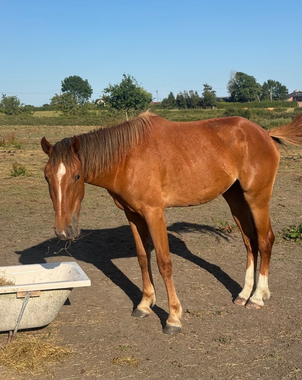 Mold "Clover " Chestnut Mare Young Sport Horse
