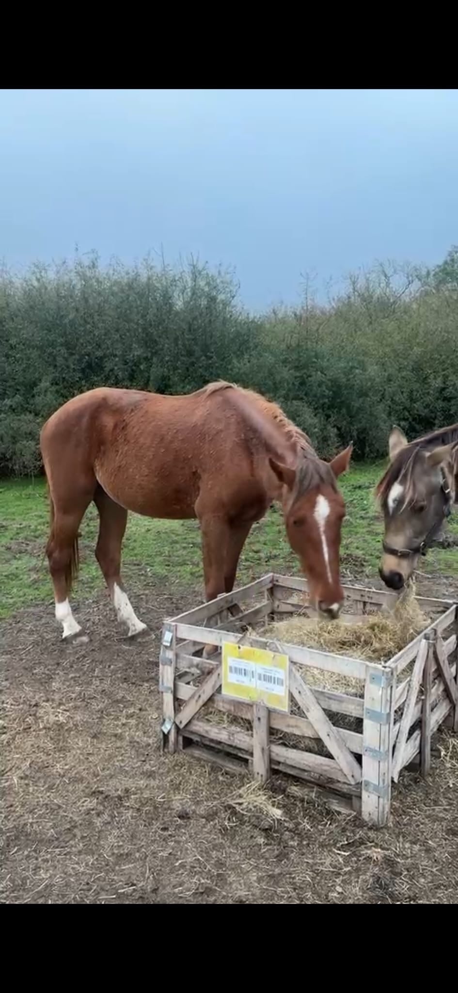 "Clover " Chestnut Mare Young Sport Horse - Horses in Mold