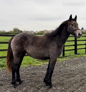"Irish draught " Dun Filly Young Sport Horse