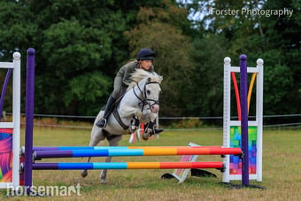 "Zuma" Grey Gelding Mountain & Moorland Pony
