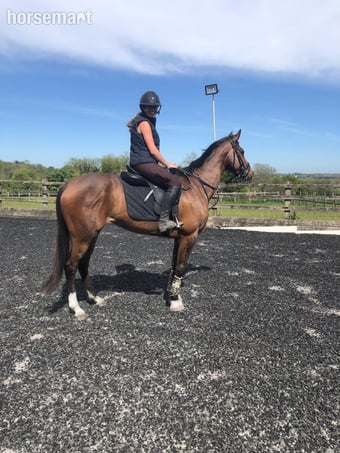 "Fiona" Bay Mare All Rounder