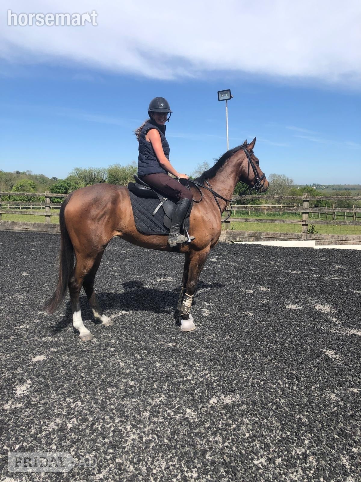 "Fiona" Bay Mare All Rounder in Chipstead