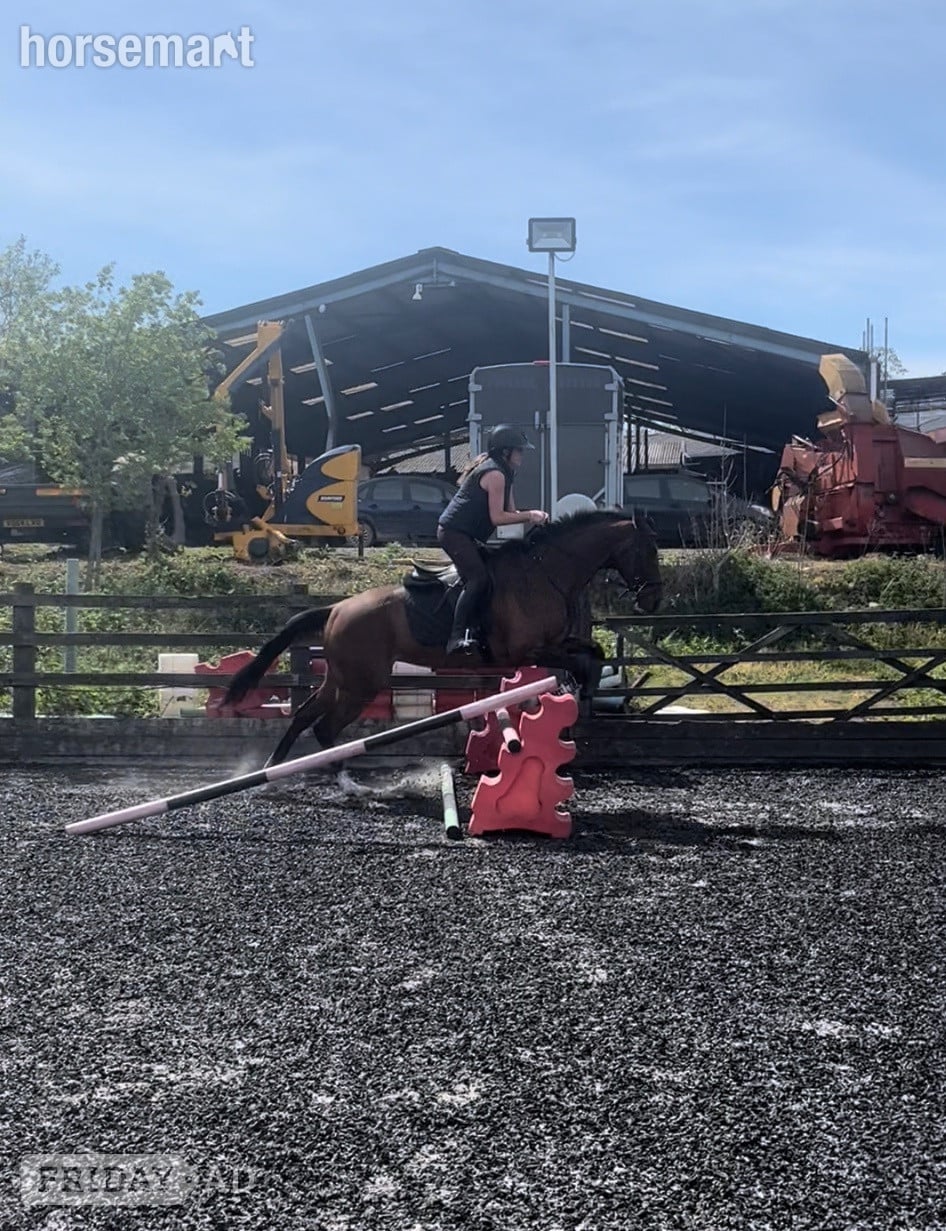 "Fiona" Bay Mare All Rounder