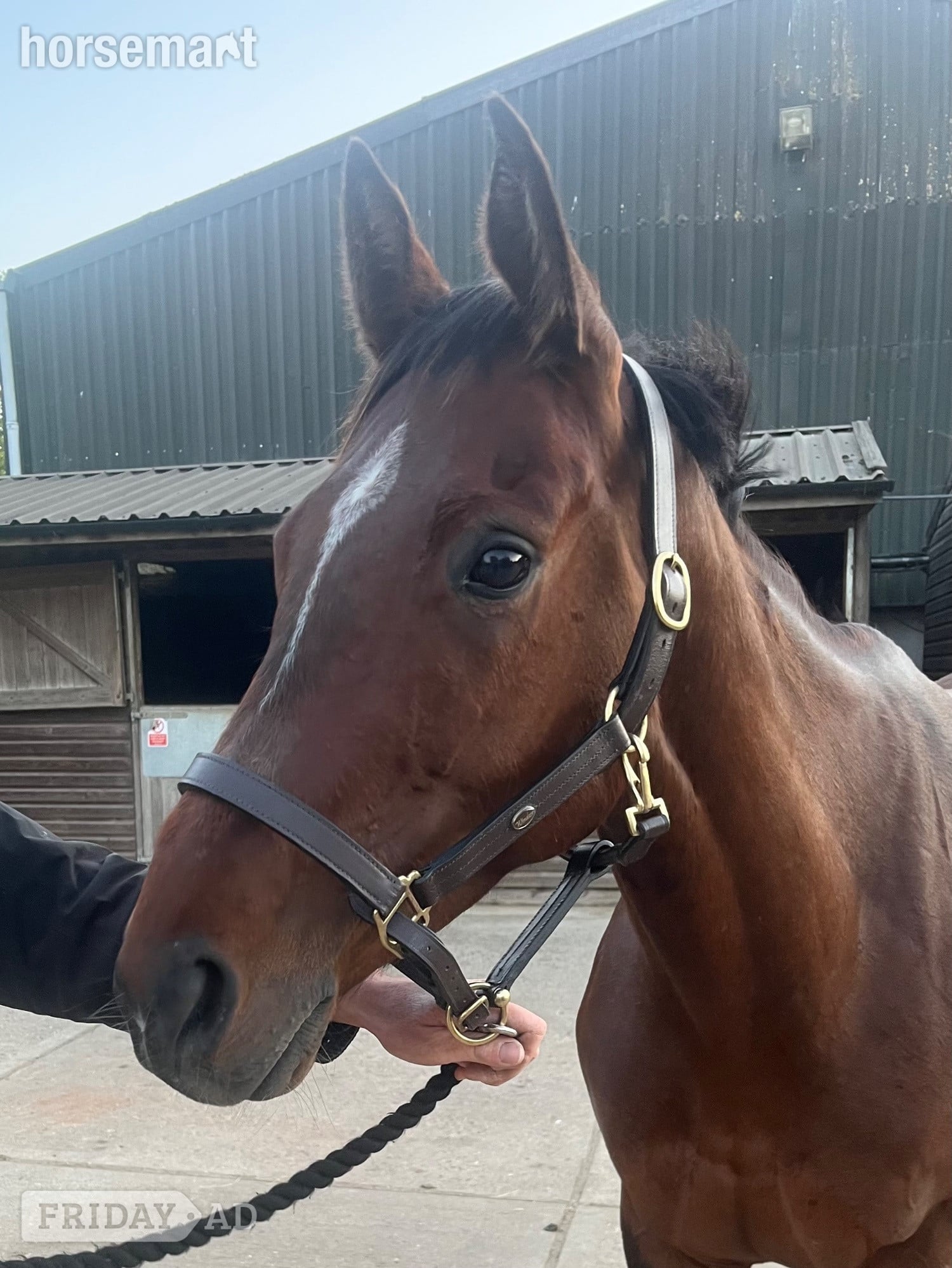 Chipstead "Fiona" Bay Mare All Rounder