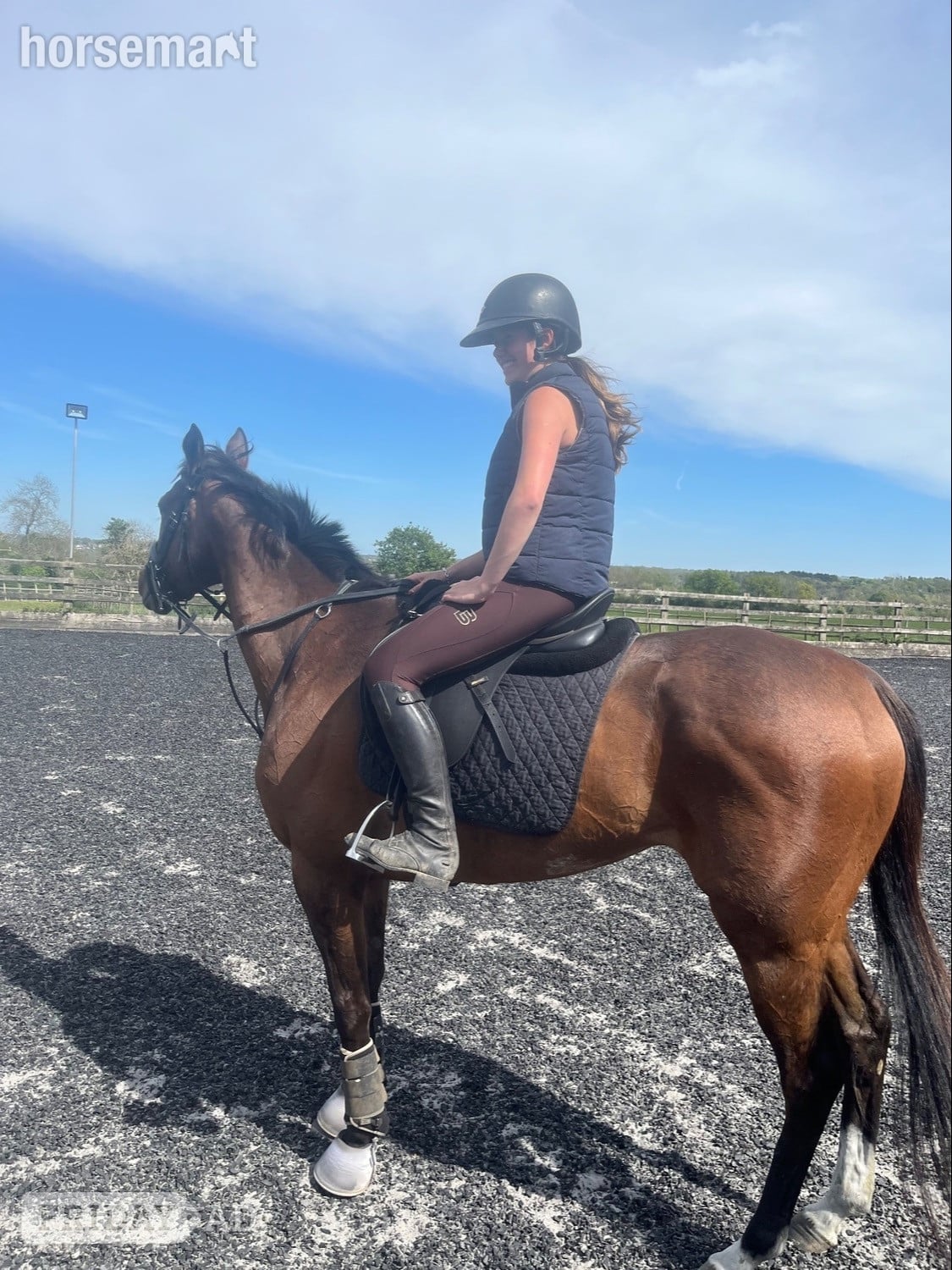 "Fiona" Bay Mare All Rounder - Horses in Chipstead