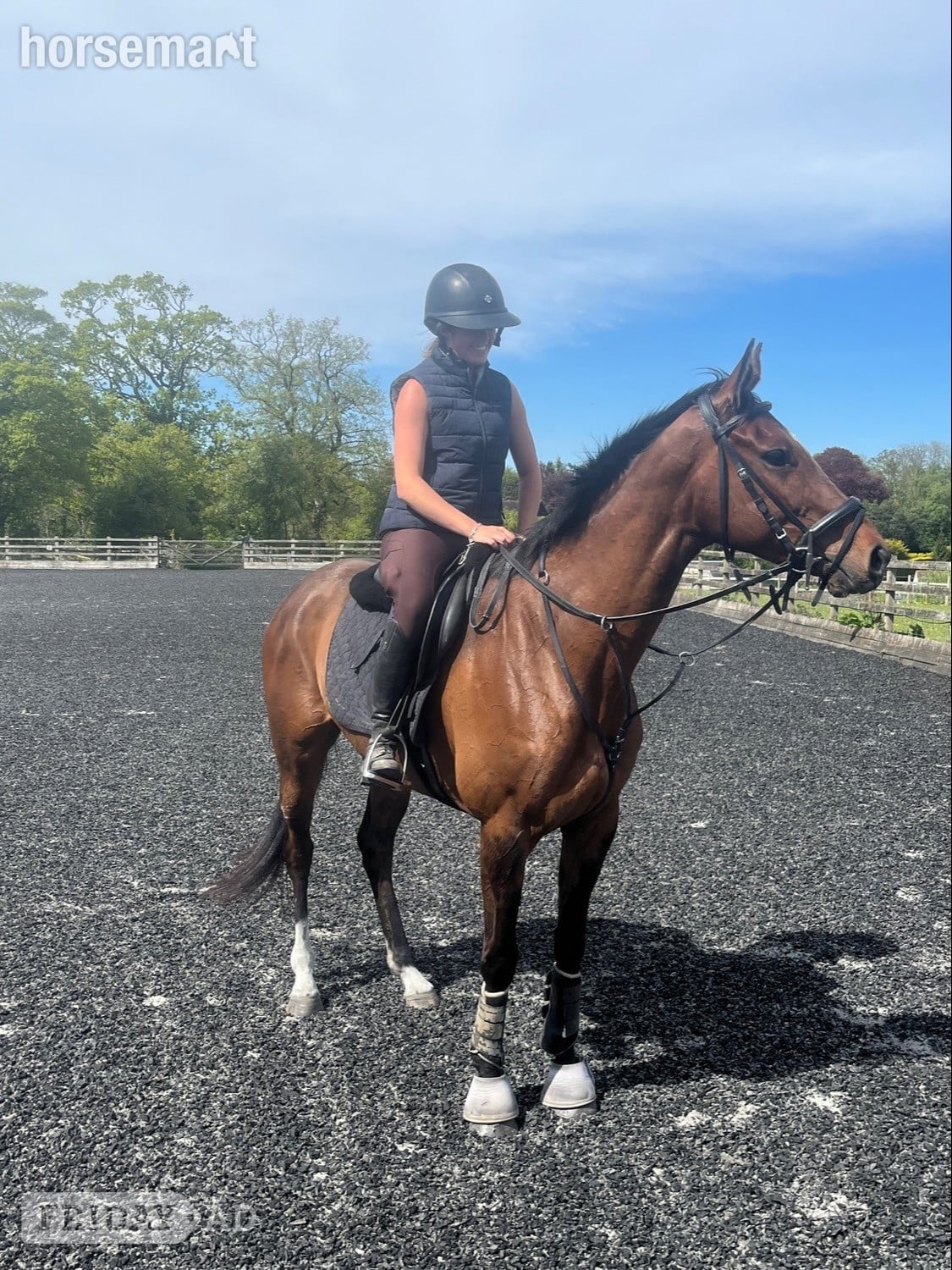 "Fiona" Bay Mare All Rounder - Horses