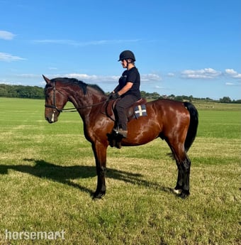 "The Bear " Bay Gelding Young Sport Horse
