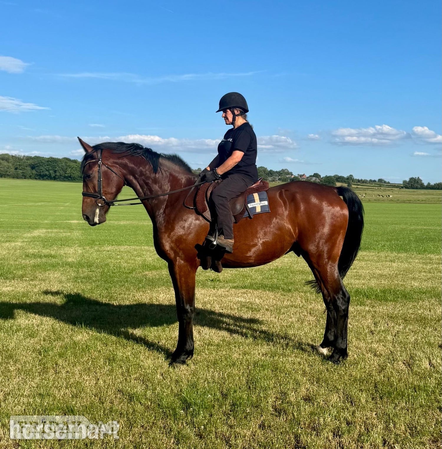 "The Bear " Bay Gelding Young Sport Horse in Telford