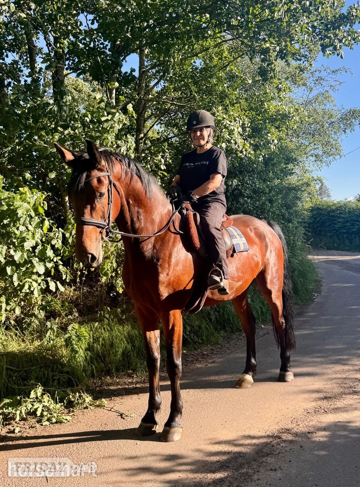 "The Bear " Bay Gelding Young Sport Horse