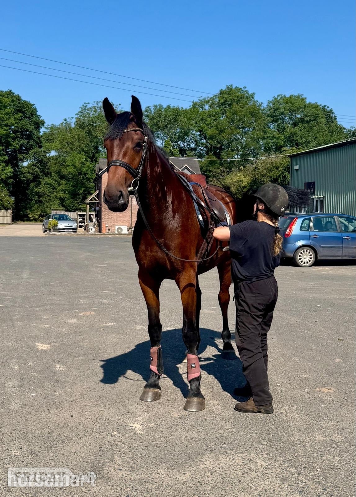 Telford "The Bear " Bay Gelding Young Sport Horse