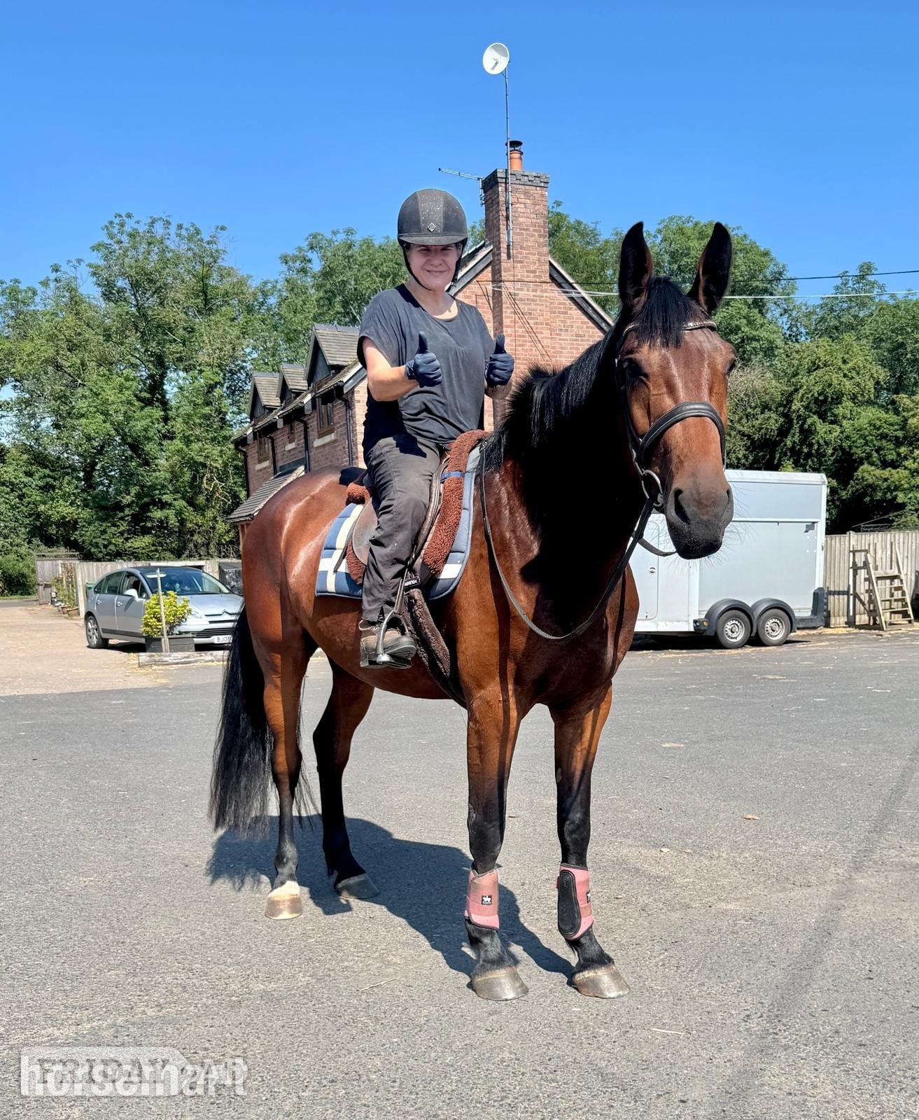"The Bear " Bay Gelding Young Sport Horse - Horses in Telford