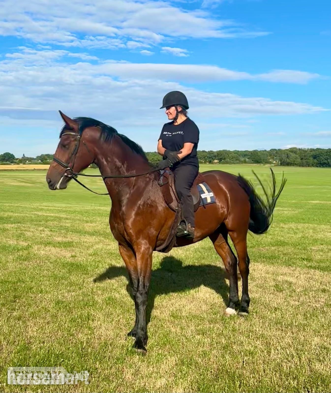 "The Bear " Bay Gelding Young Sport Horse - Horses