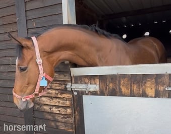 "Barry " Bay Gelding Young Sport Horse