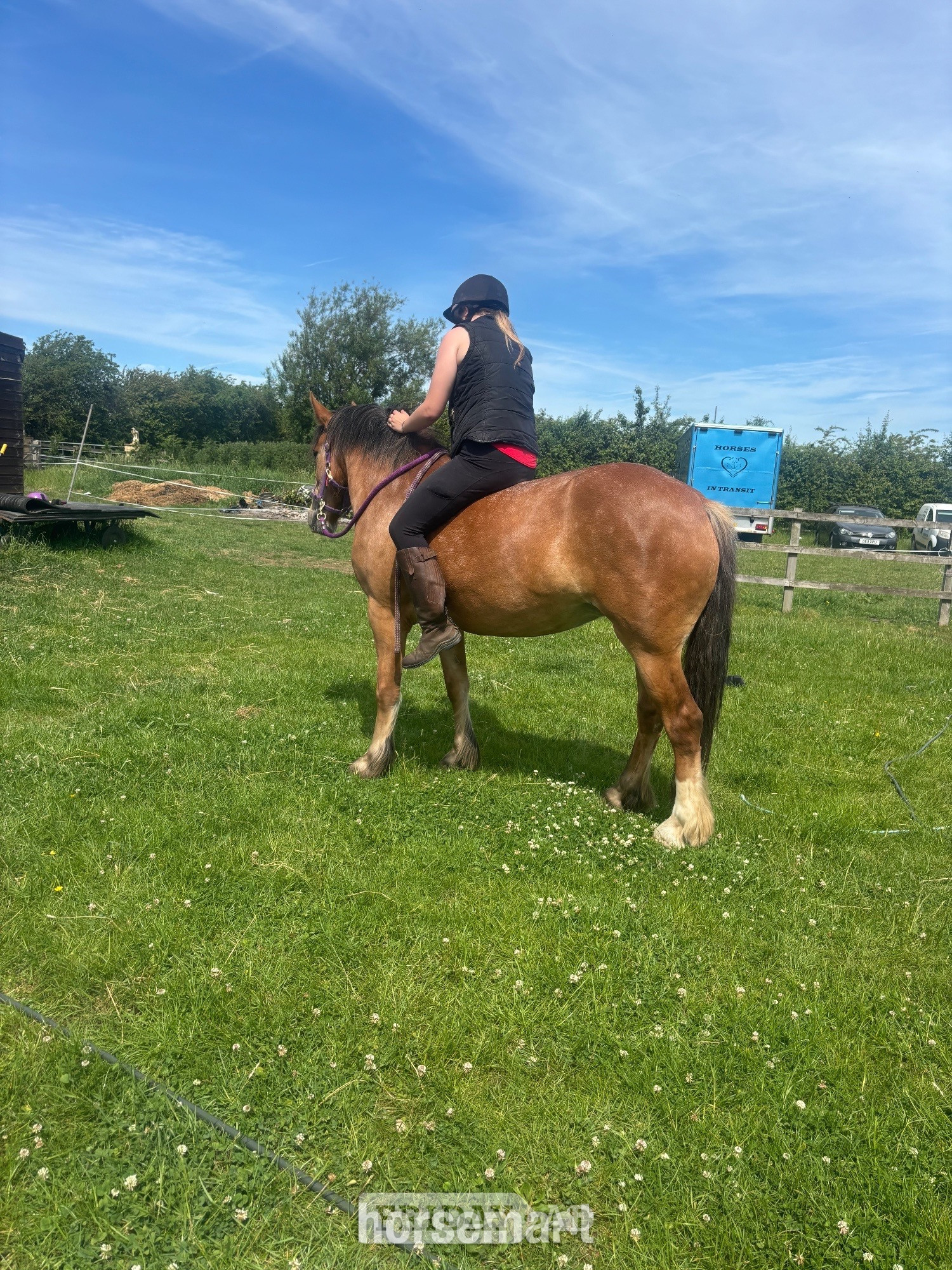 "Maya" Strawberry Roan Mare Cob/Heavy Horse - Horses