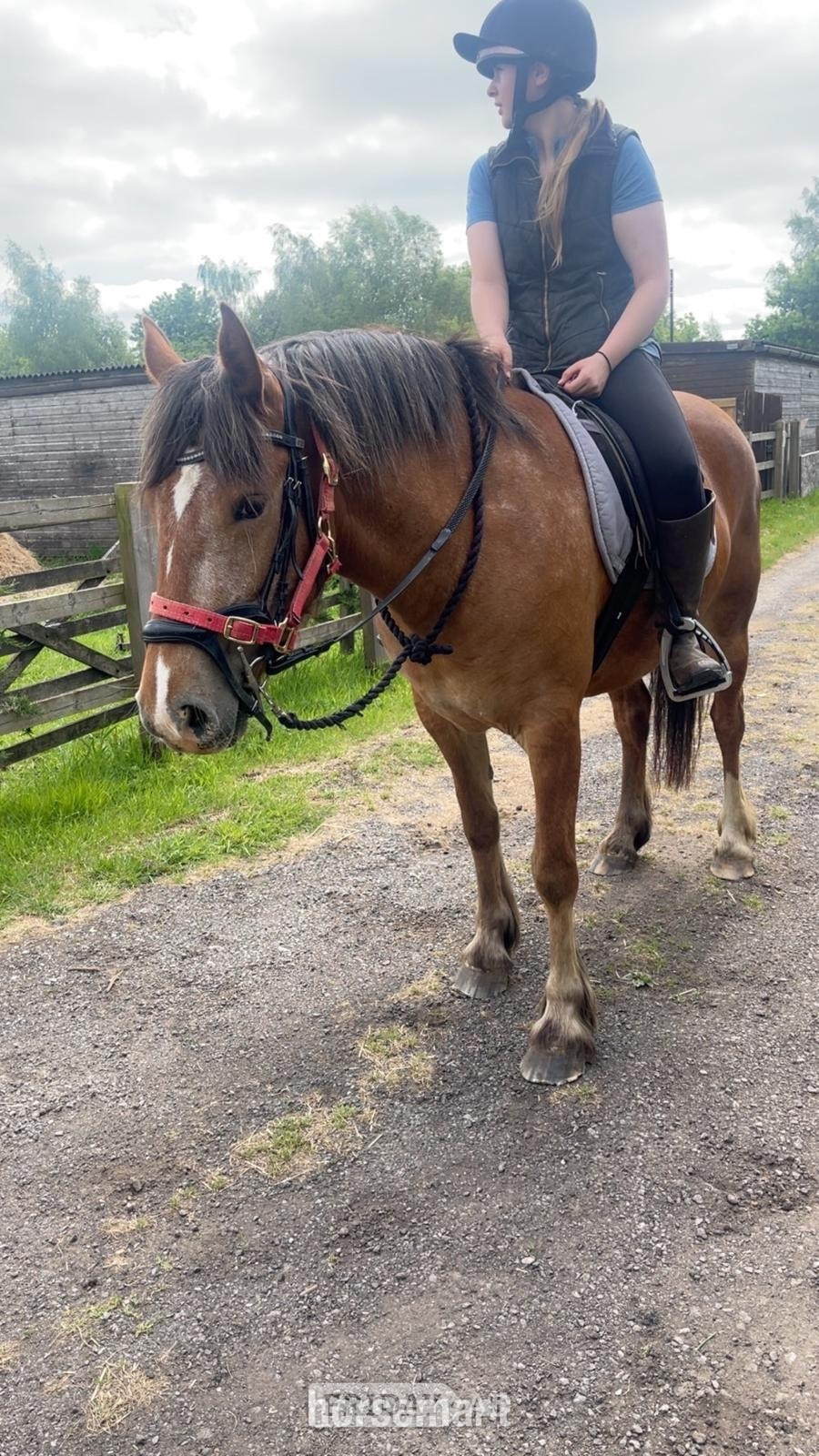 "Maya" Strawberry Roan Mare Cob/Heavy Horse - Horses in Swindon