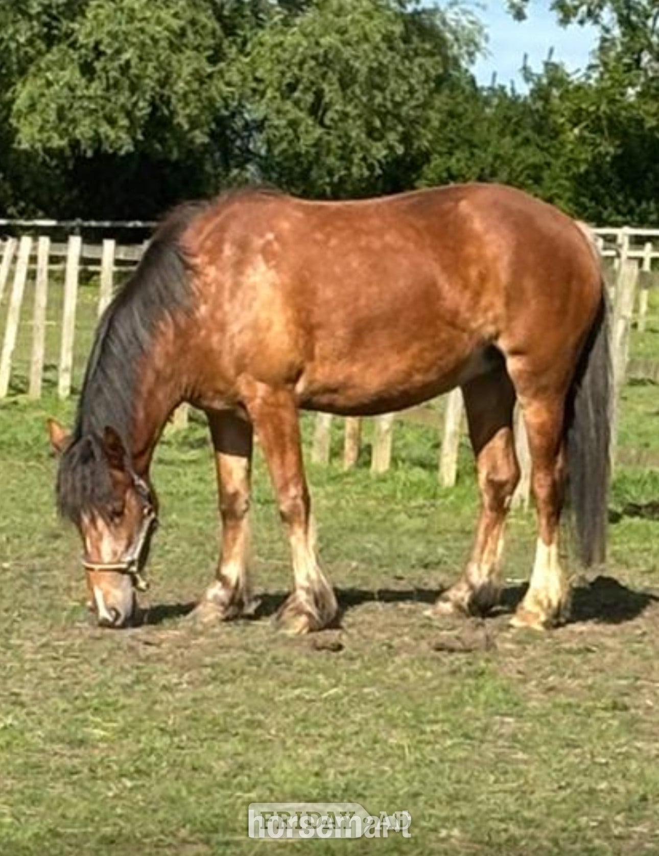 Swindon "Maya" Strawberry Roan Mare Cob/Heavy Horse