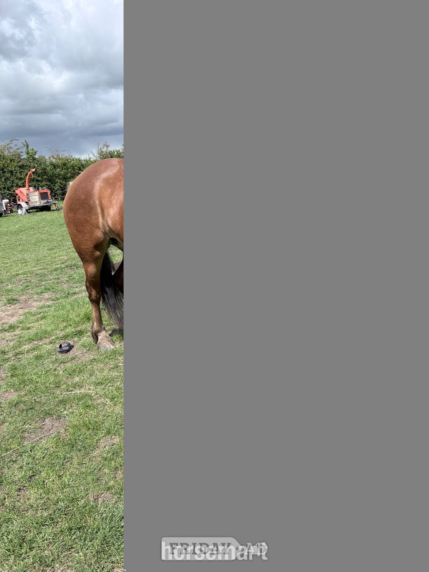 "Maya" Strawberry Roan Mare Cob/Heavy Horse in Swindon