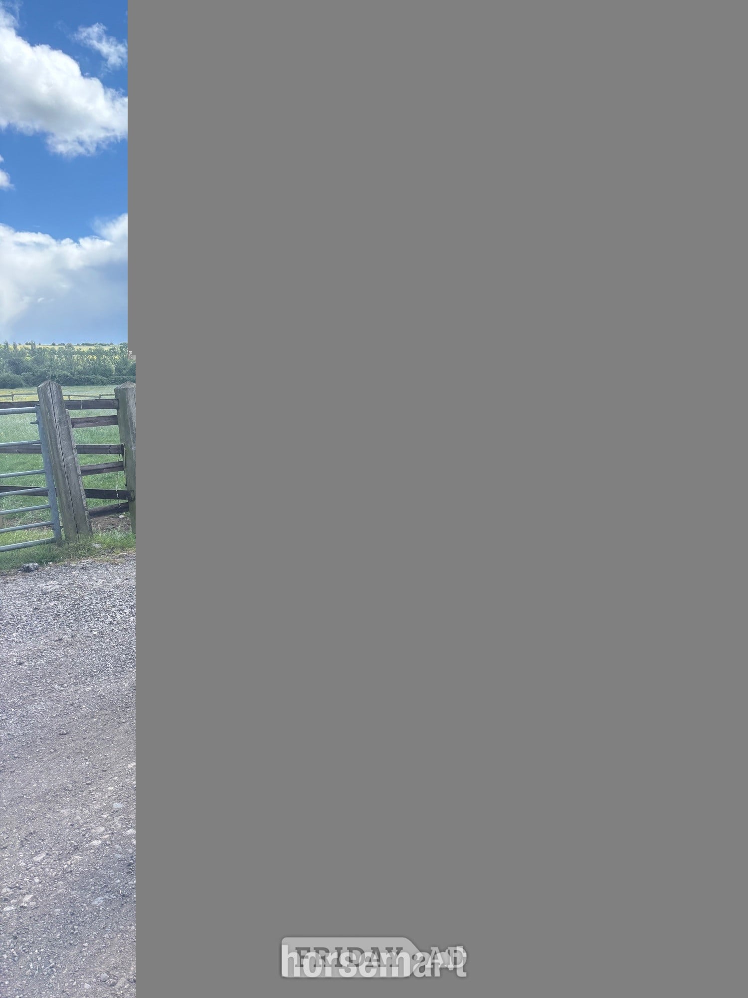 "Maya" Strawberry Roan Mare Cob/Heavy Horse