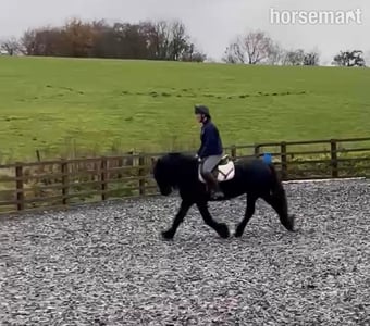 "Alice (aka Lola) " Dark Bay Mare Cob/Heavy Horse
