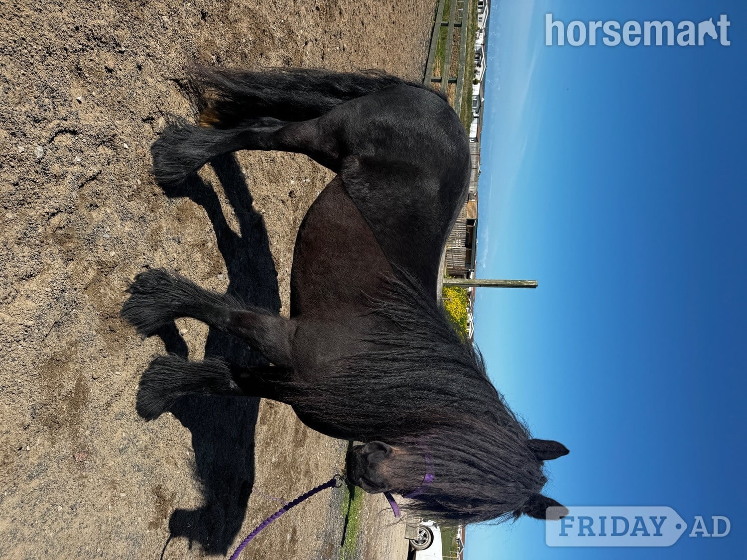 "Alice (aka Lola) " Dark Bay Mare Cob/Heavy Horse